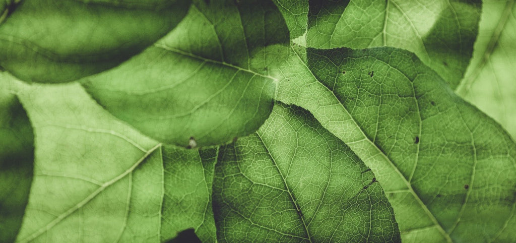 Spermienqualität verbessern: Grundlagen und Maßnahmen