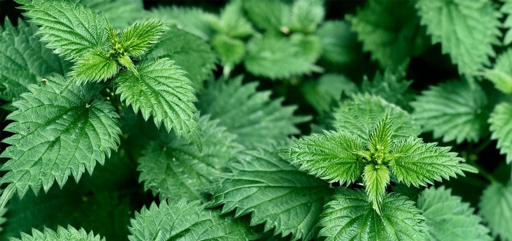 Brennnesselsamen für die Fruchtbarkeit