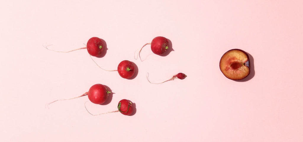 Samenbank: Überblick, Ablauf und Kosten