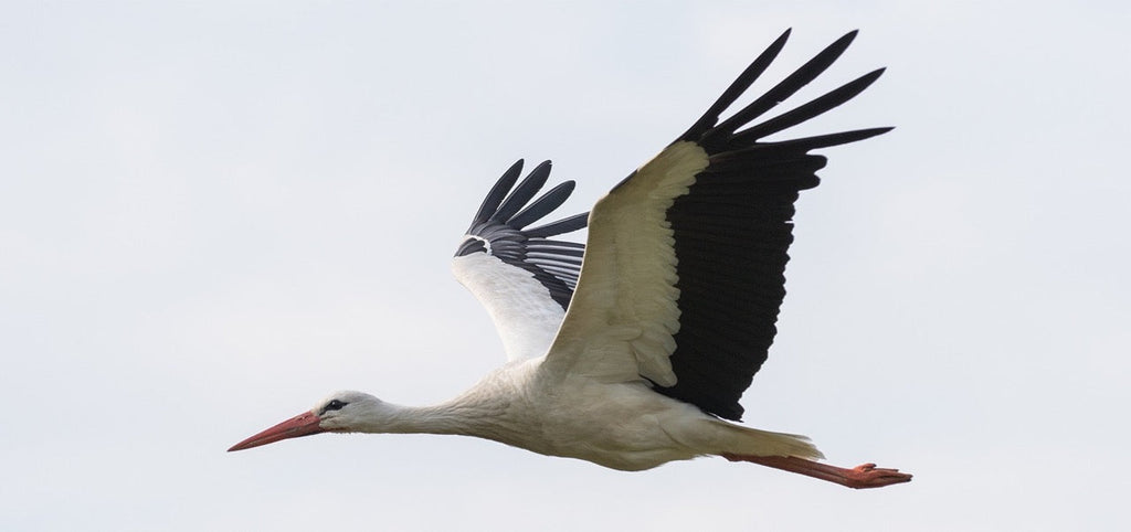 Was ist eine Kinderwunschberatung?
