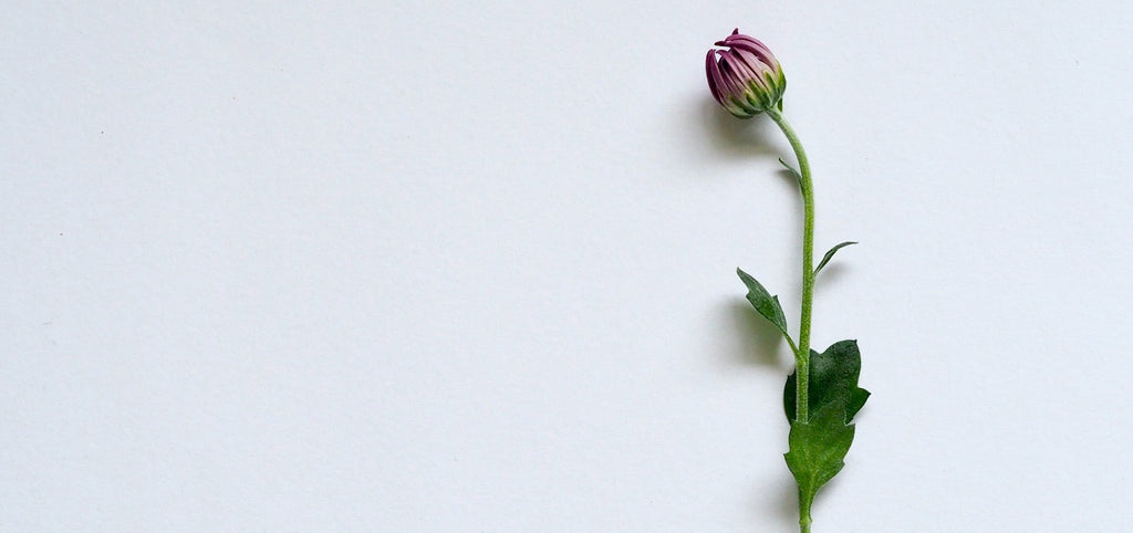 Donogene Insemination: Behandlung, Erfolgsraten, Rechtslage und Kosten