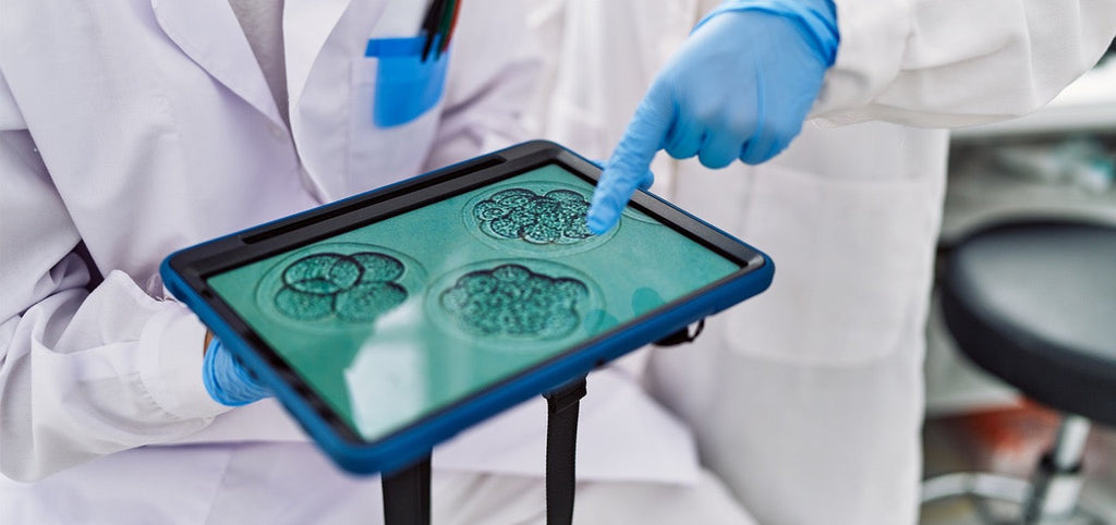 Blastozyste und Blastozystentransfer: Ablauf und Chancen