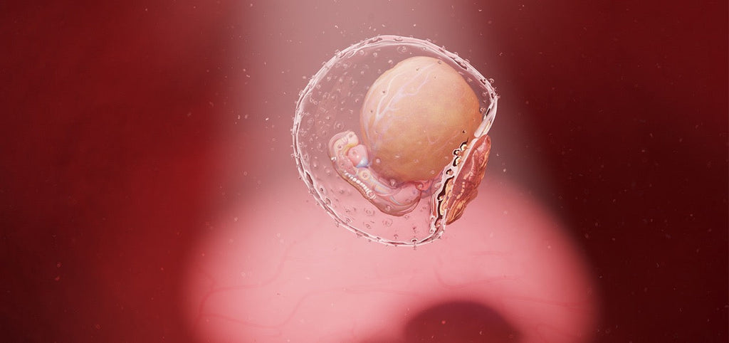 Embryotransfer: Das sollten Sie wissen