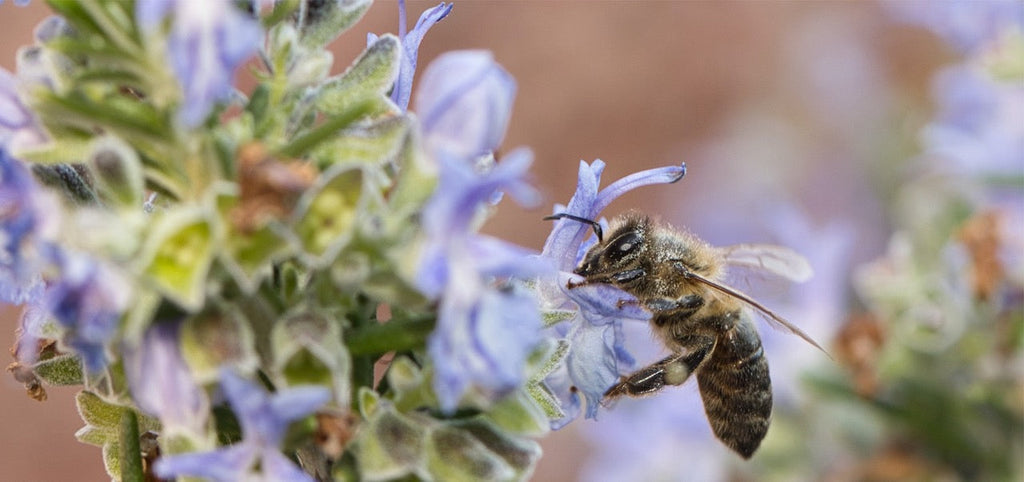 Mönchspfeffer bei Kinderwunsch » Dosierung & Wirkung (Schwangerschaft)