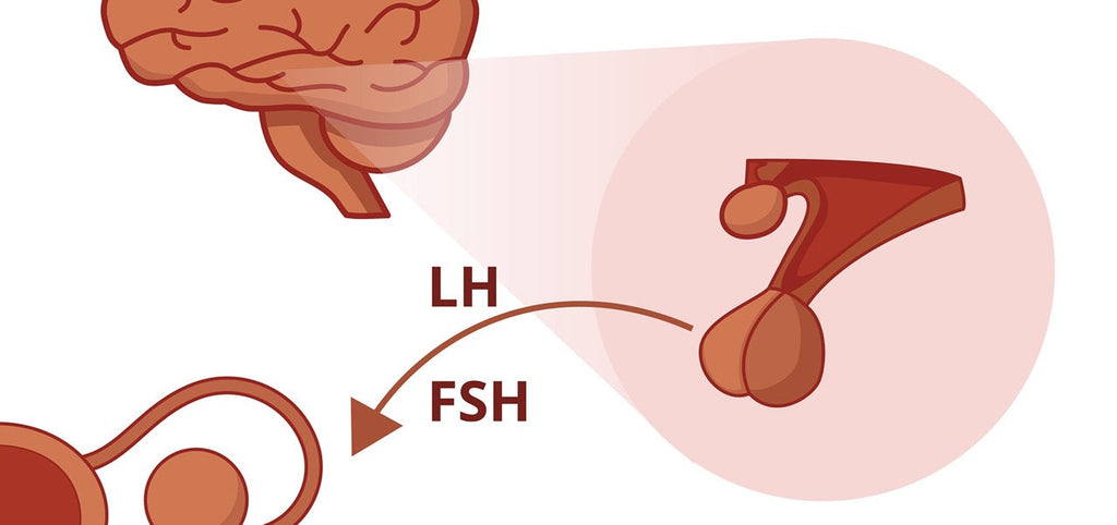 FSH: Das follikelstimulierende Hormon