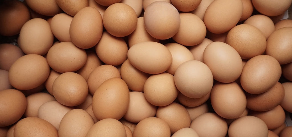 Wie lässt sich die Eizellqualität verbessern?