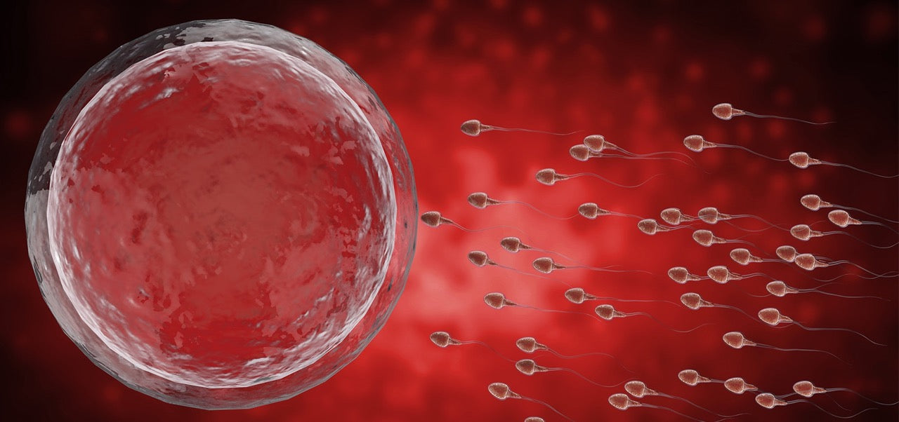 IVF: Grundlagen und Prozess der In-vitro-Fertilisation  FERTILA