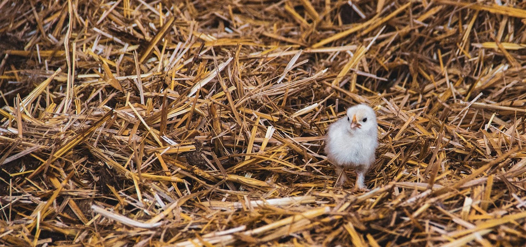 Assisted Hatching: Methode, Chancen und Risiken