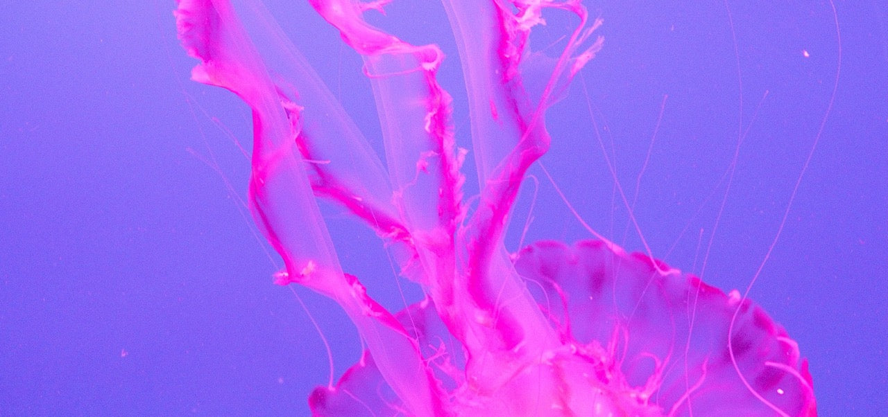 knstliches aquarium kaufen Sharper Image Fantasy Jellyfish Aquarium