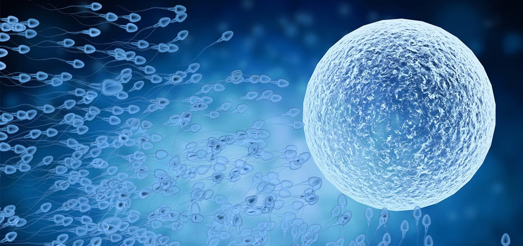 Mini-IVF: Die sanfte IVF