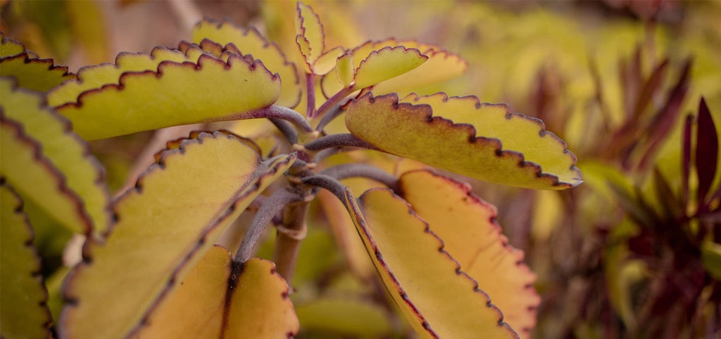 Bryophyllum zur Unterstützung bei Kinderwunsch